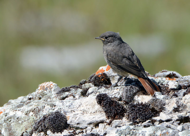 Codirosso spazzacamino (Phoenicurus ocruros)